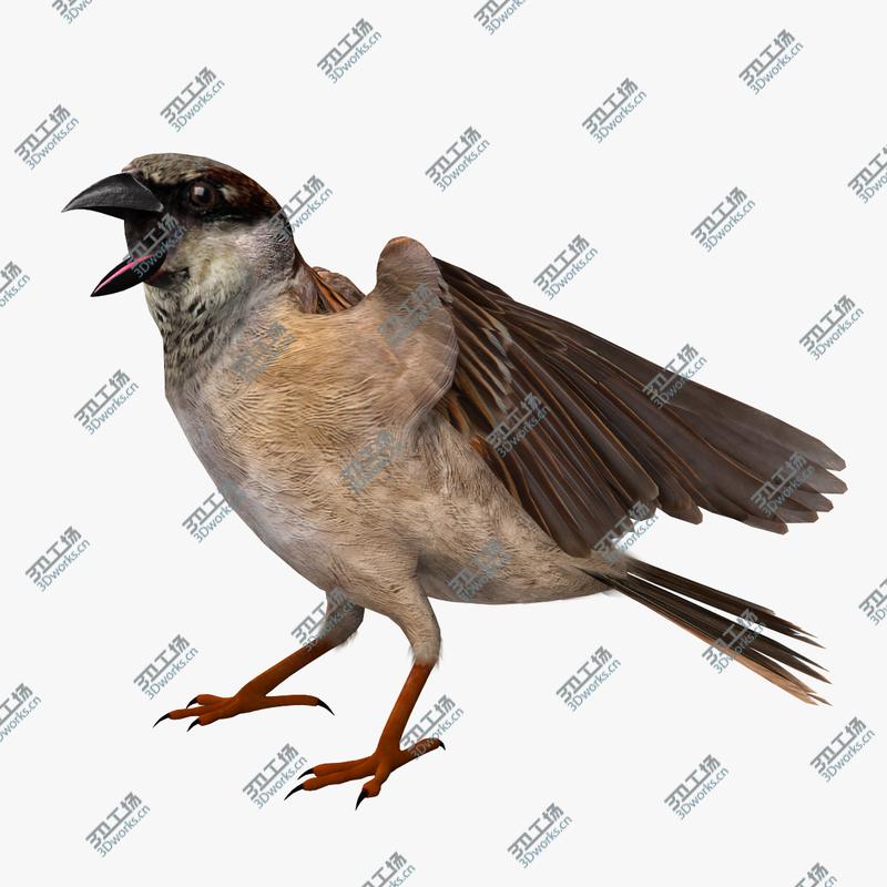 images/goods_img/2021040234/Passer Domesticus 'House Sparrow'/5.jpg